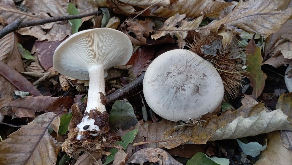 Fungo delle nebbie