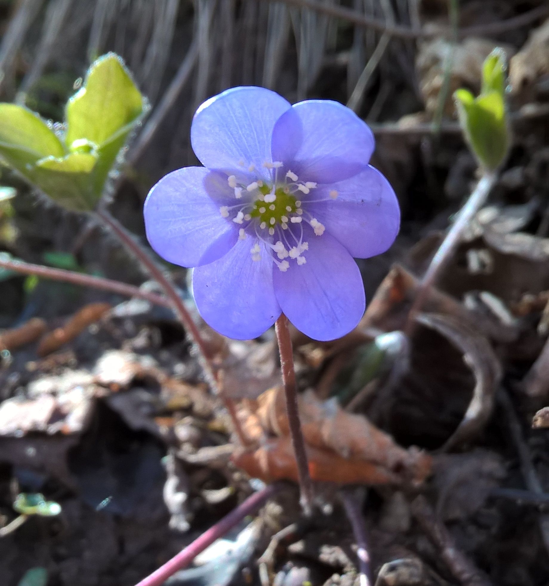 hepatica nobilis