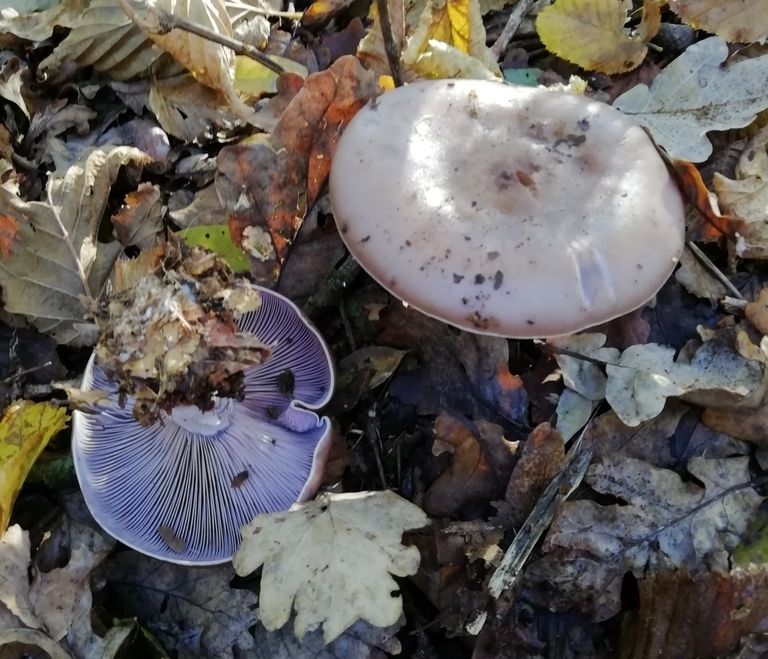 Lepista nuda
