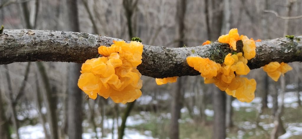 Tremella mesenterica