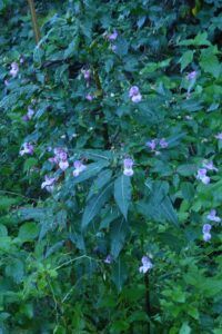 Balsamina ghiandolosa