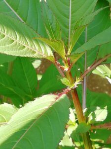 Balsamina ghiandolosa