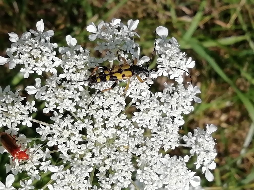 Rutpela maculata