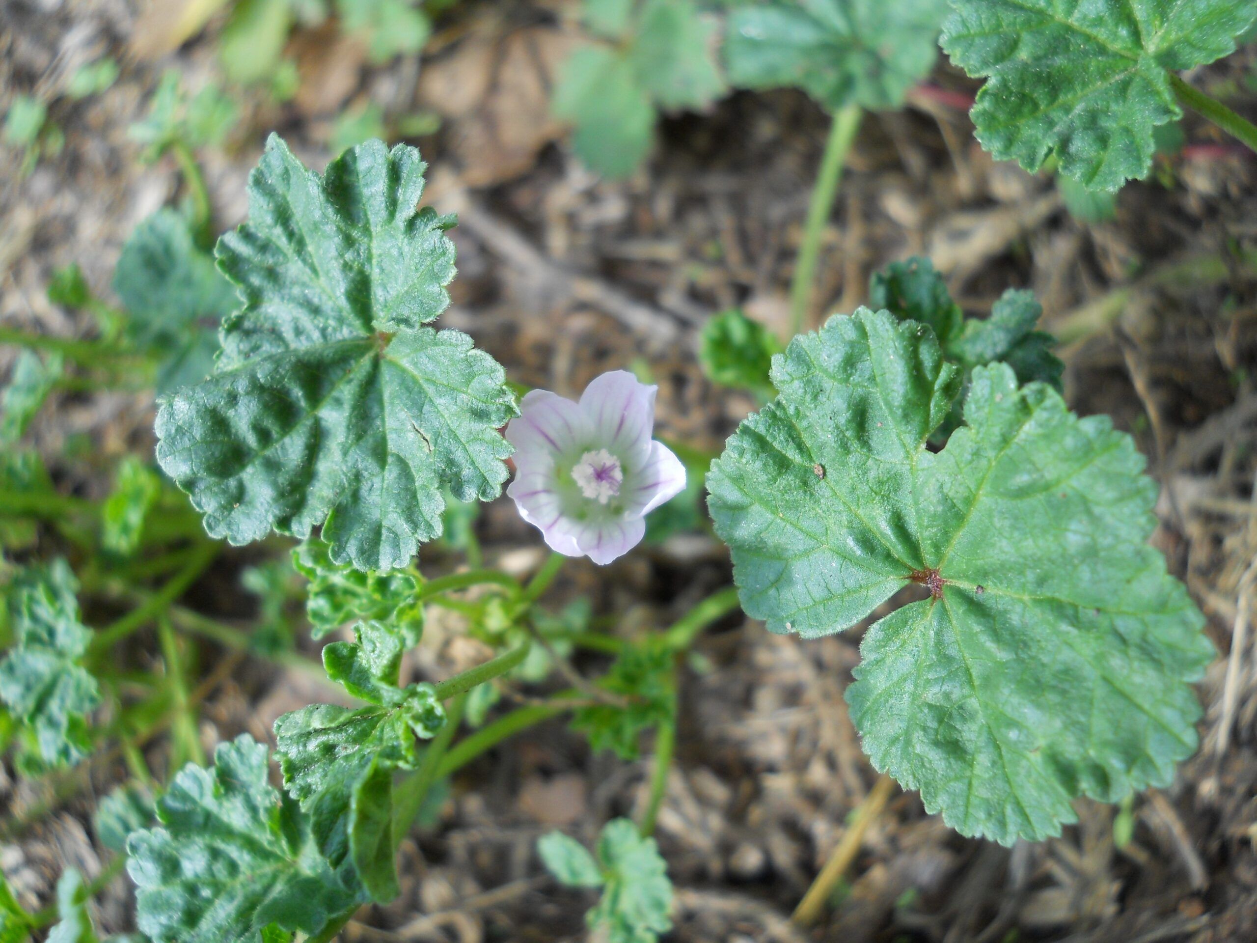 Malva domestica