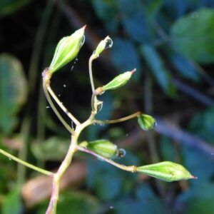Balsamina ghiandolosa