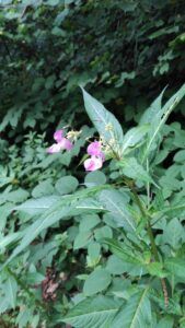 Balsamina ghiandolosa