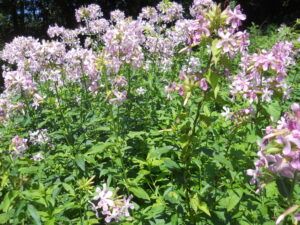 Saponaria