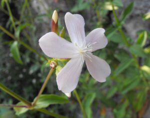 Saponaria