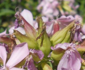 Saponaria