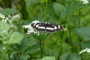 Neptis rivularis