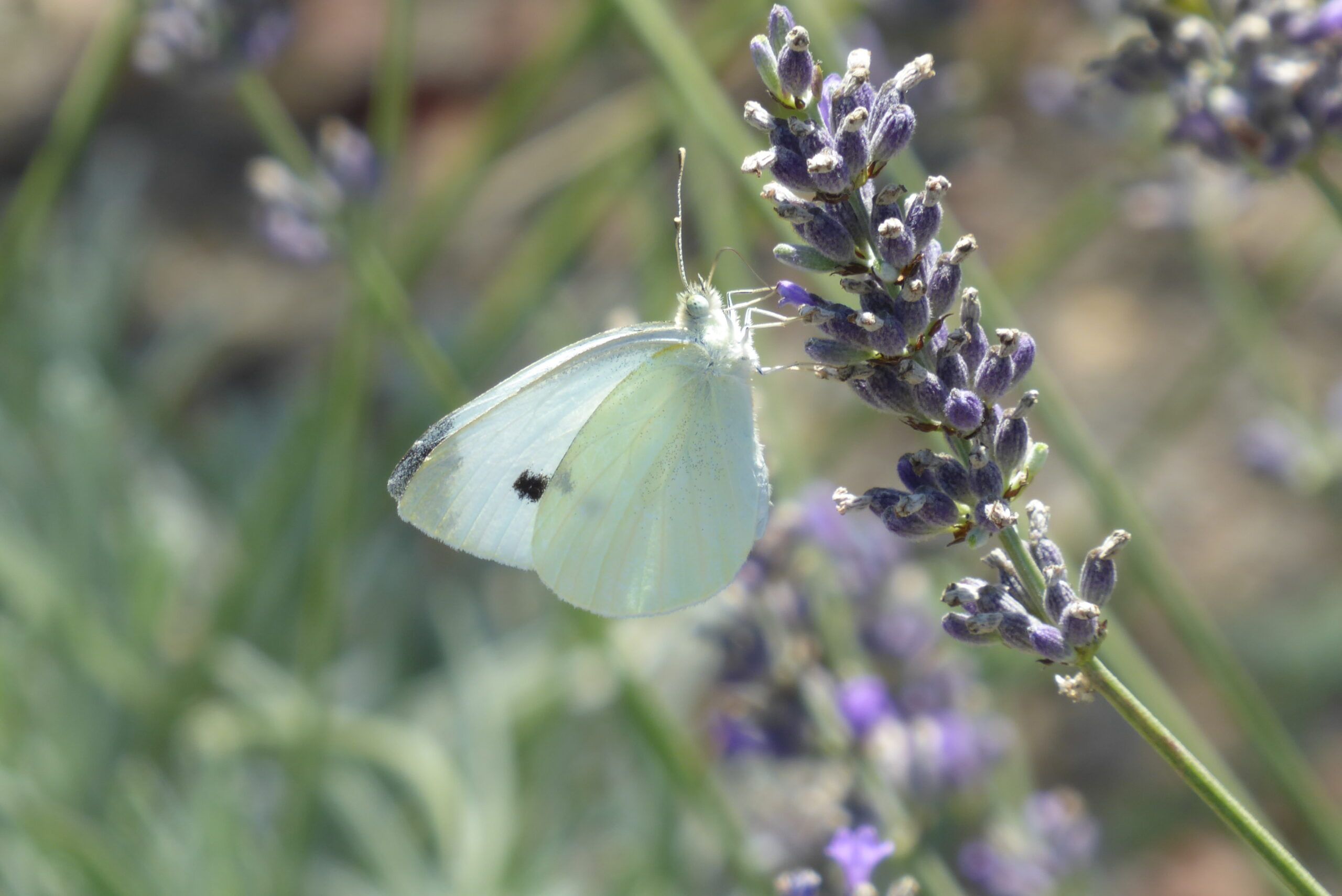 Pieris rapae
