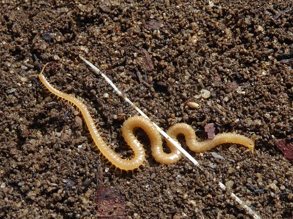 centopiedi