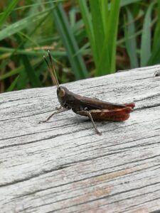 Cavallette acrididi