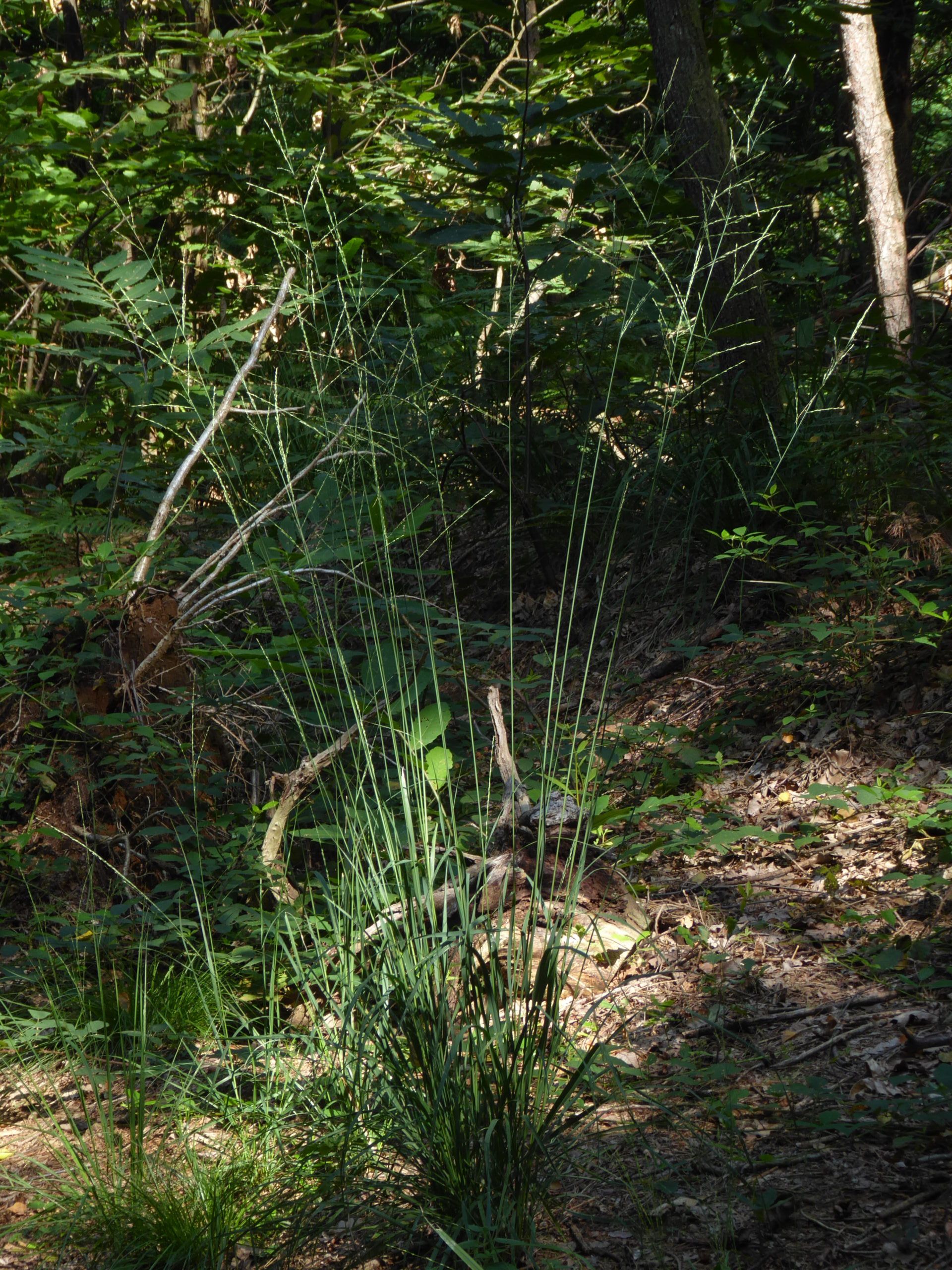 gramigna altissima, molinia,
