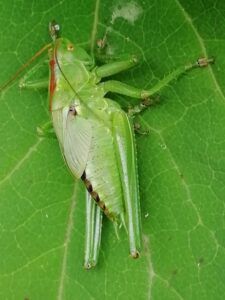 Cavallette dalle corna lunghe