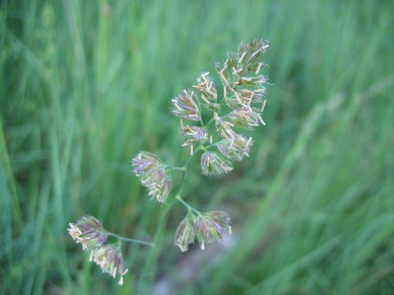 Erba mazzolina