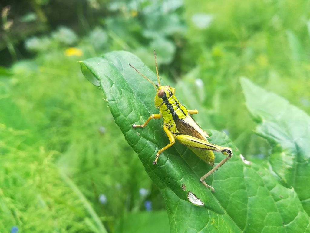Cavallette acrididi