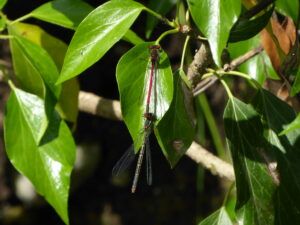 Pyrrhosoma nymphula
