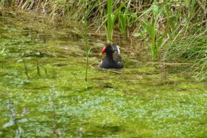 Gallinella d'acqua