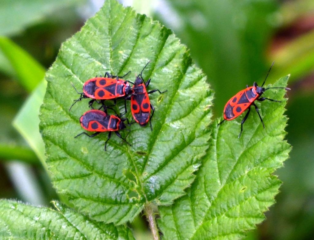 cimice rossonera