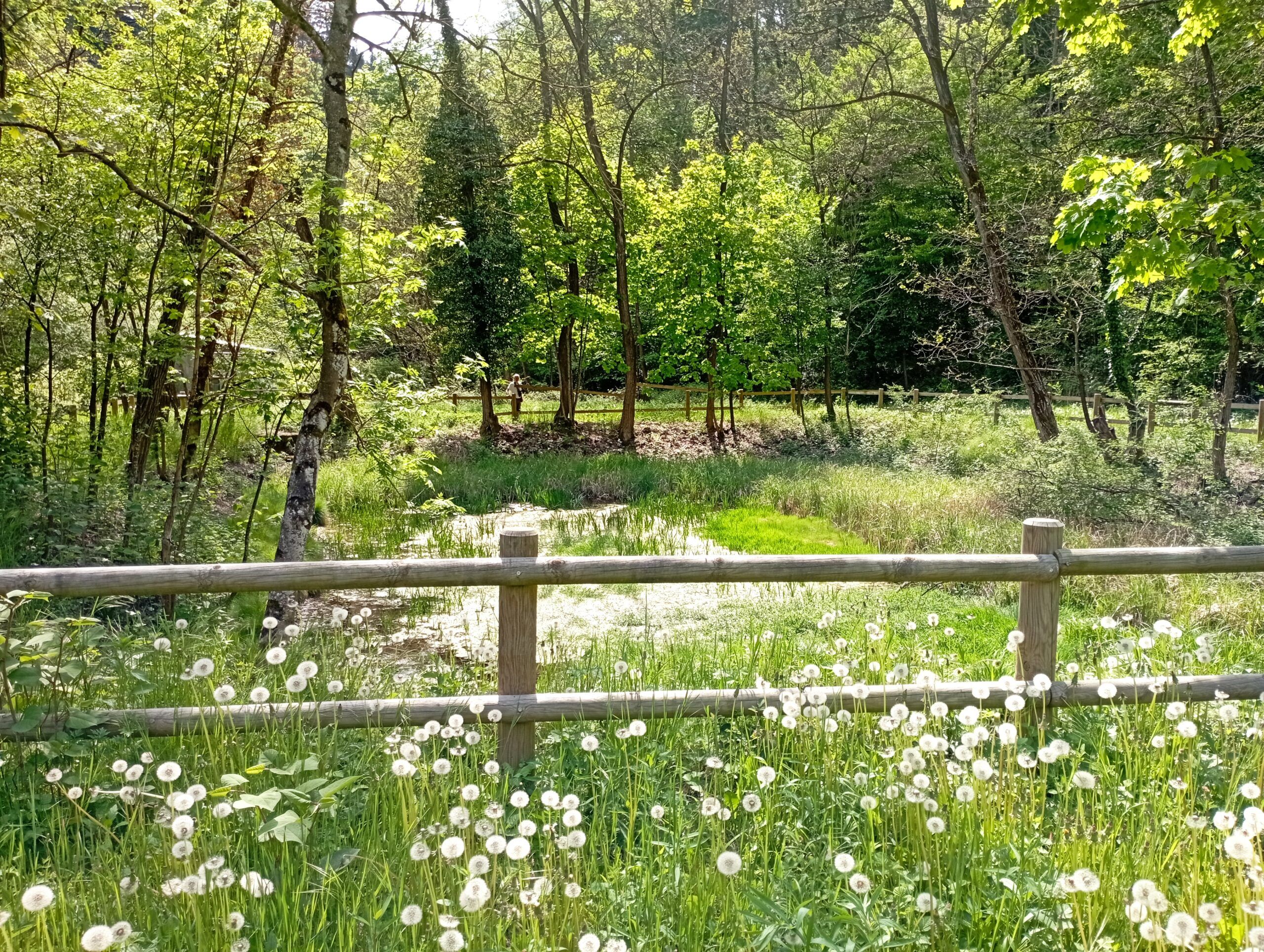 stagno di cascina celidonia