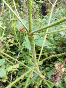 Canapetta comune - Galeopsis tetrahit