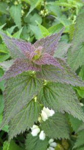 Lamium album