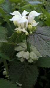 Lamium album fiore