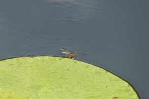 gerride di palude