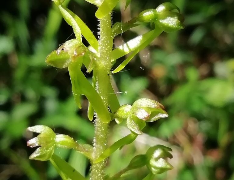 listera maggiore
