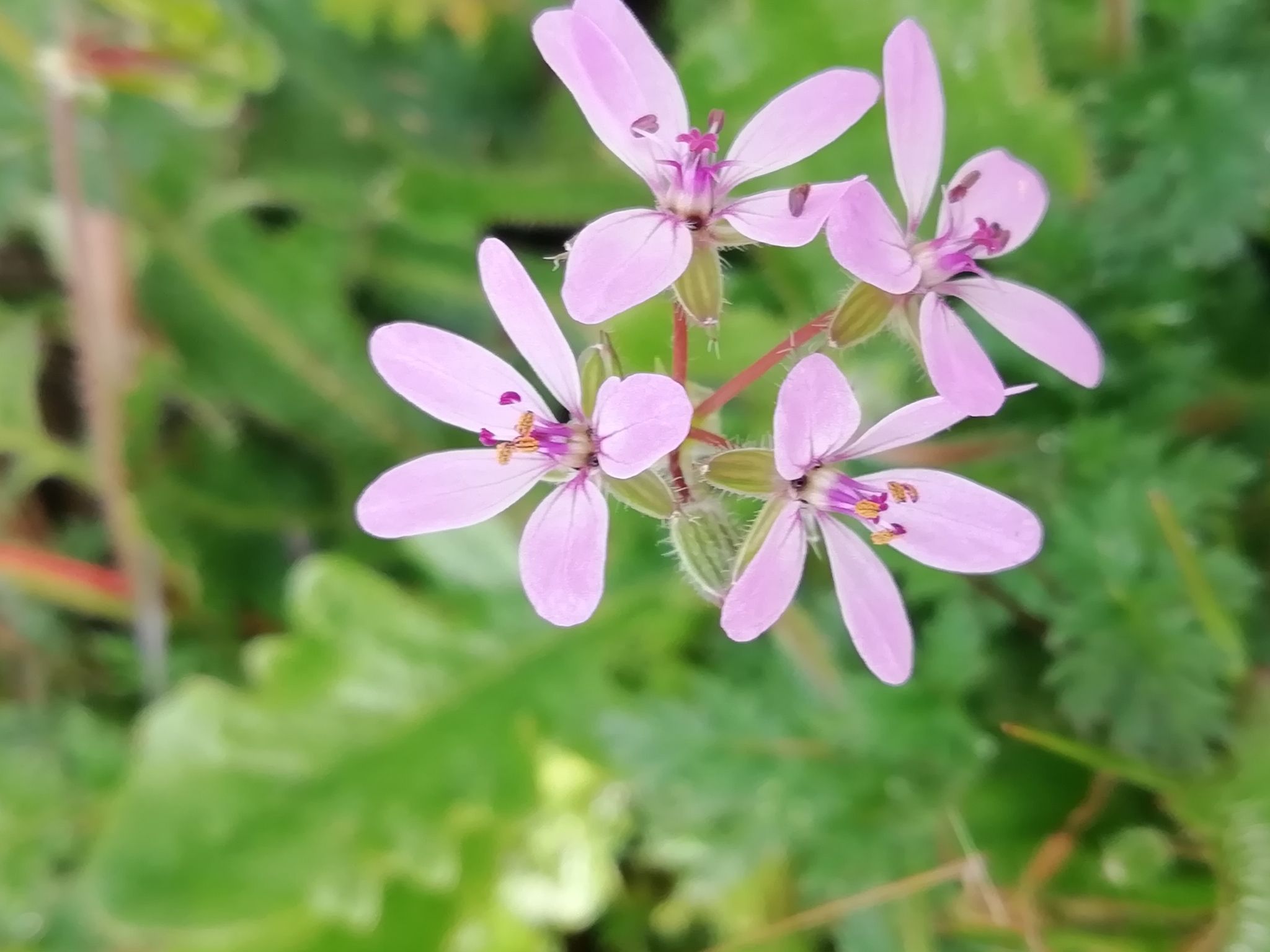 Cicutaria