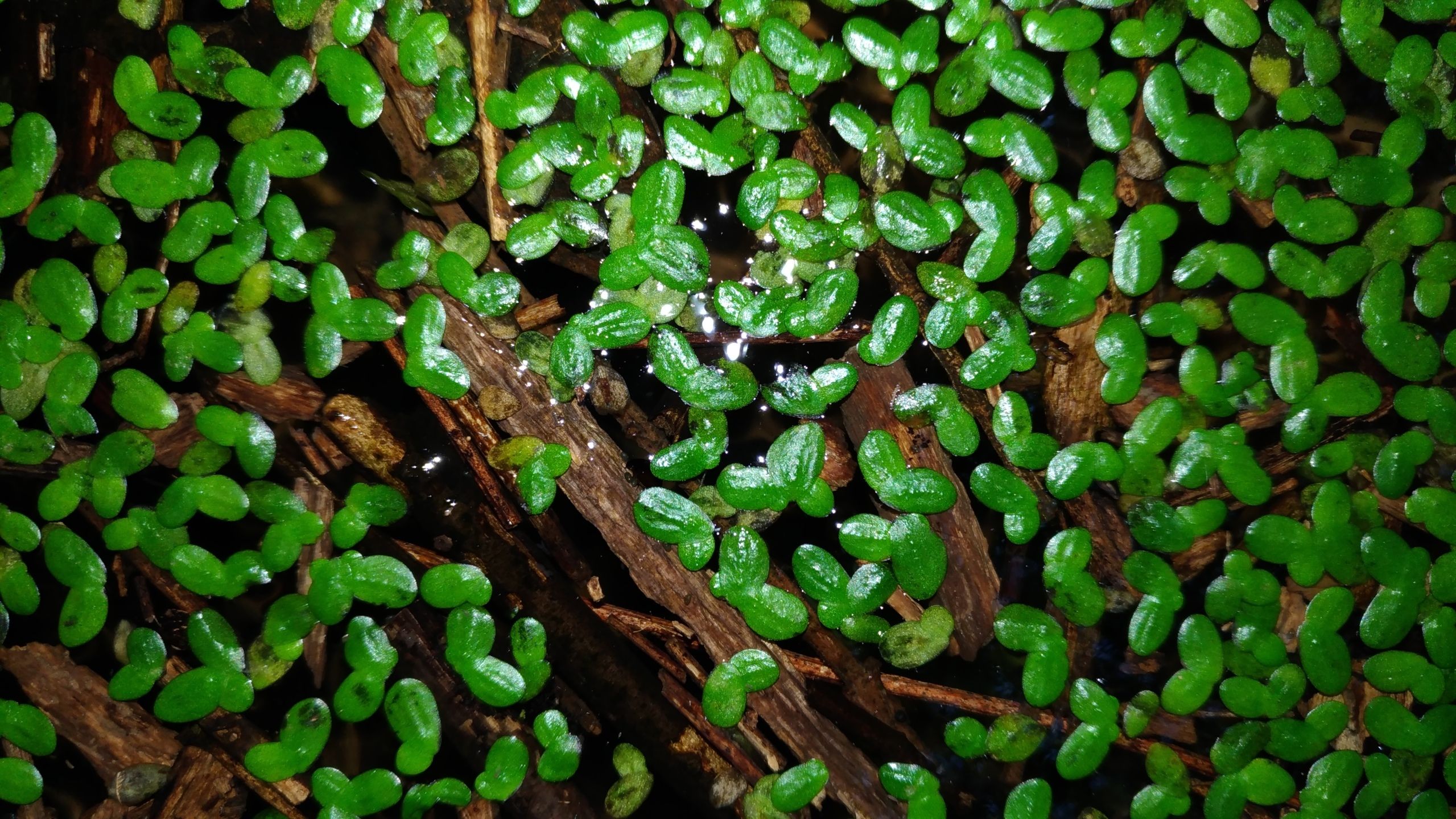 lenticchie d'acqua