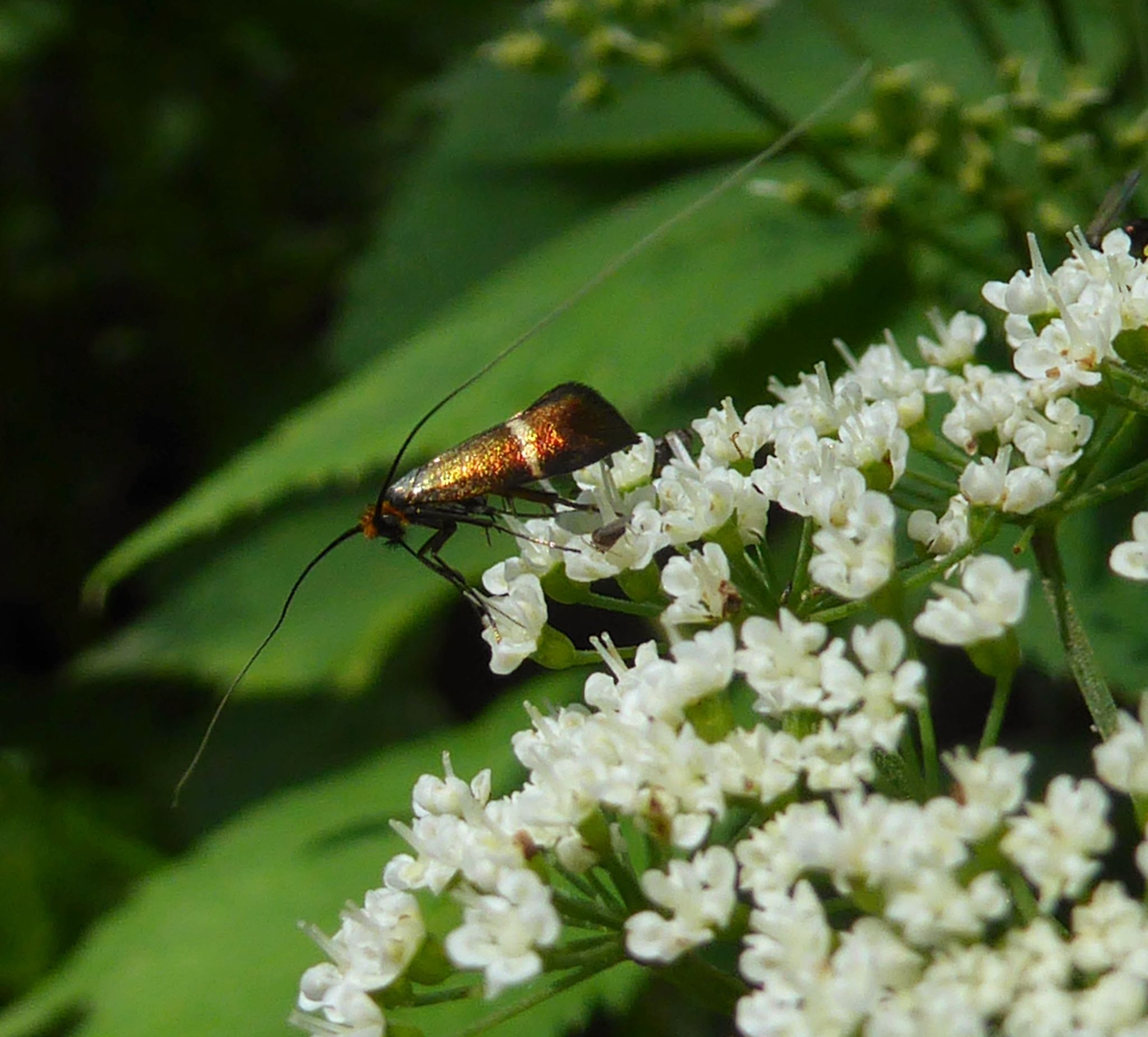 Adela australis