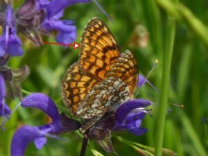 Fritillaria del fiordaliso