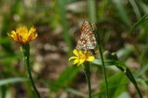 Melitaea celadussa
