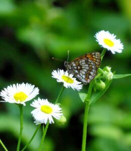 Melitaea celadussa