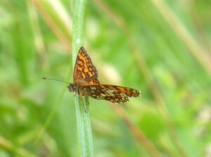 Melitaea celadussa