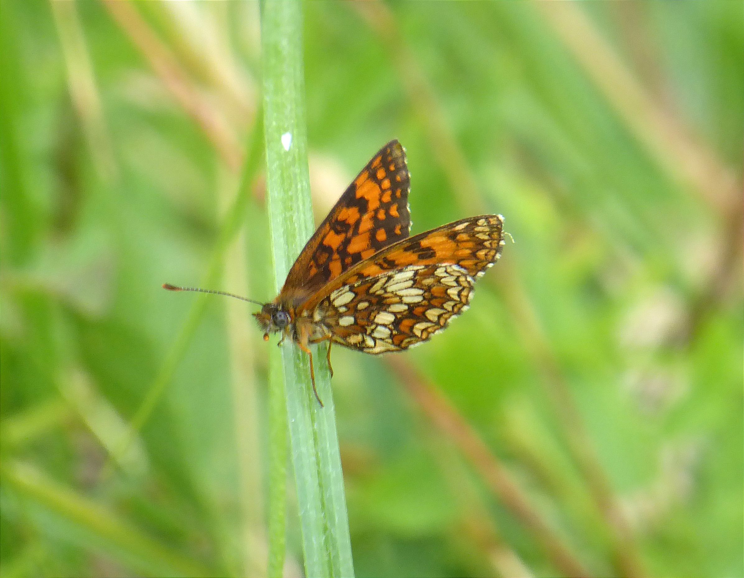 Melitaea celadussa