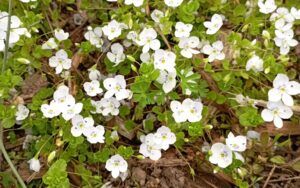 I fiori sono più pallidi rispetto a quelli di altre veroniche