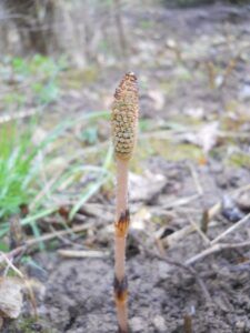 fusto fertile