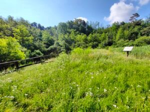 Fitodepuratore di Pianbosco - area umida artificiale