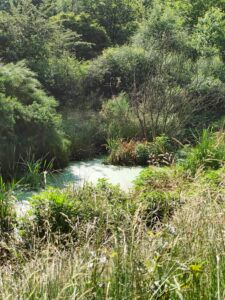 Fitodepuratore di Pianbosco