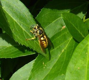 Vespula germanica