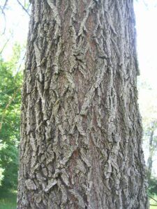 corteccia