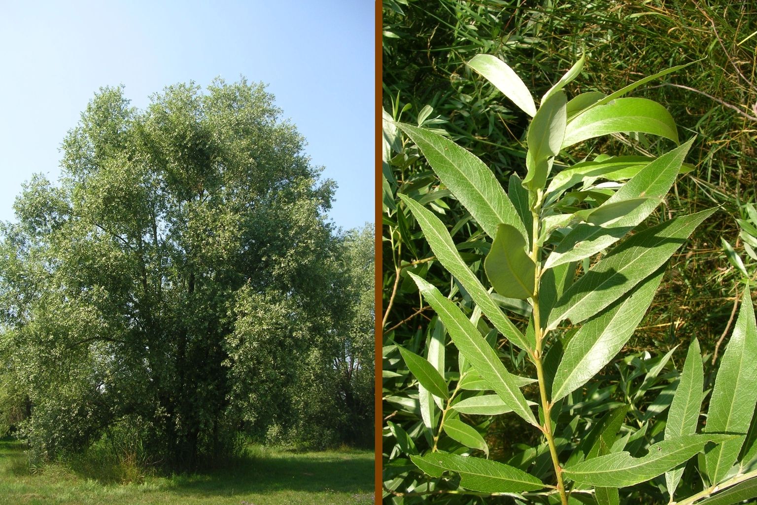 albero e foglie