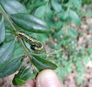 larva sul bosso