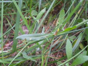 Rumex acetosella