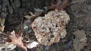 Sparassis crispa