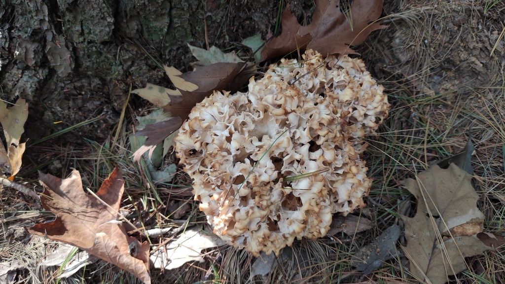 Sparassis crispa