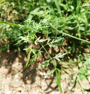 Cicuta aglina